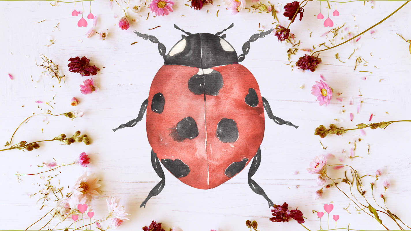 🐞 Buggy for Love: MommyWholeSale's Lady-Bug Print Perfect for Valentine's 🐞
